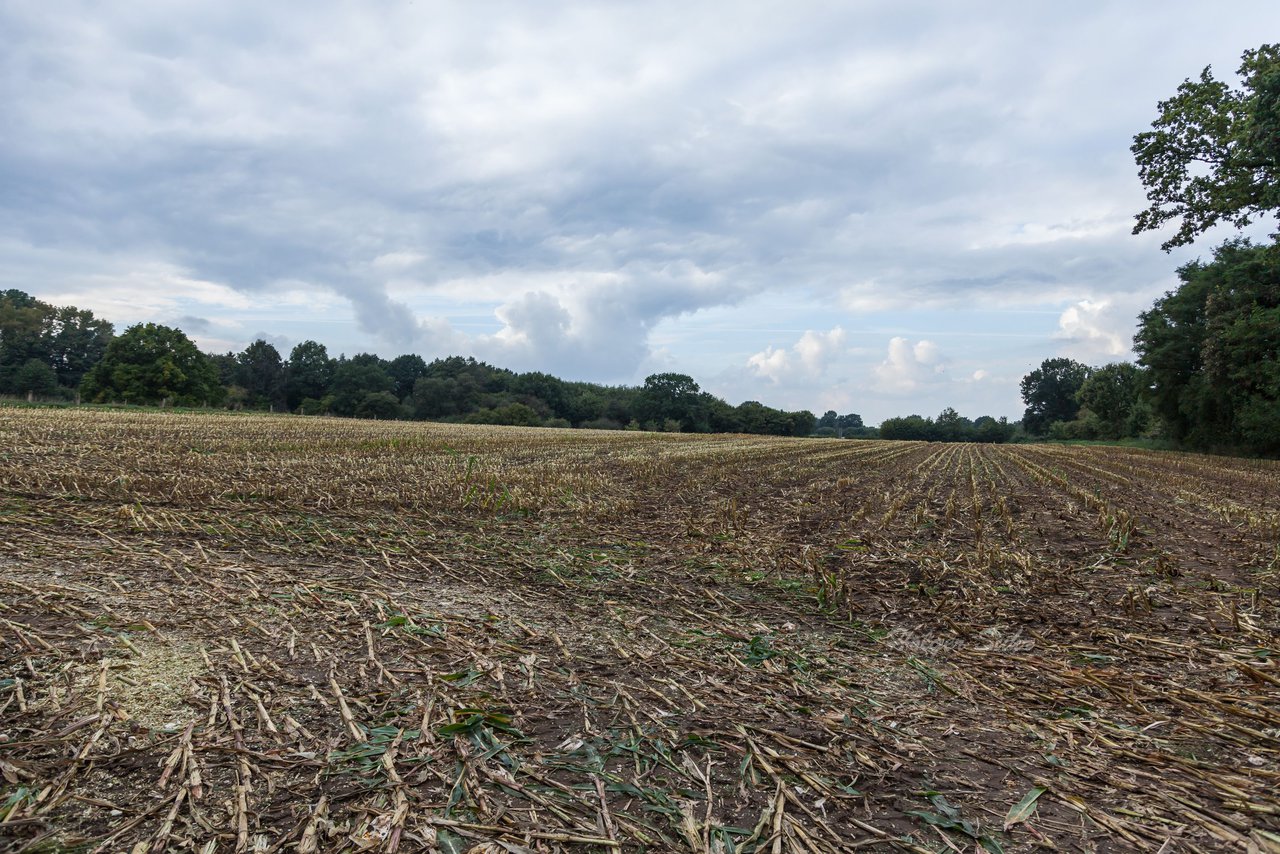 Bild 239 - Maisernte